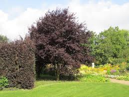 Attēlu rezultāti vaicājumam “Prunus cerasifera”