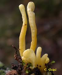 Attēlu rezultāti vaicājumam “Clavaria argillacea”