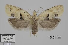 Attēlu rezultāti vaicājumam “Epinotia bilunana”