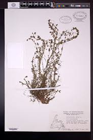 Attēlu rezultāti vaicājumam “Callitriche verna”