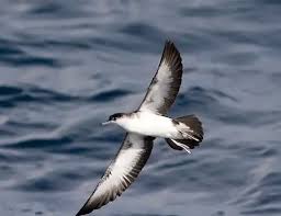 Image result for Puffinus puffinus