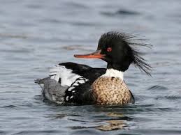 Attēlu rezultāti vaicājumam “Mergus merganser male”