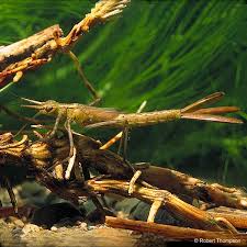 Attēlu rezultāti vaicājumam “Calopteryx splendens”