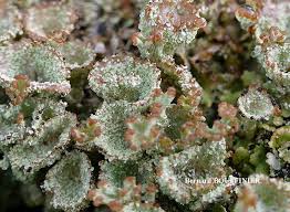 Attēlu rezultāti vaicājumam “Cladonia pyxidata”