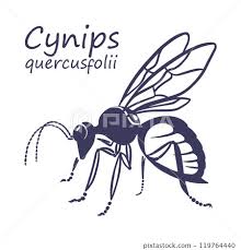 Attēlu rezultāti vaicājumam “Cynips quercusfolii”