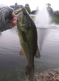 Image result for Wakefield Angling Club