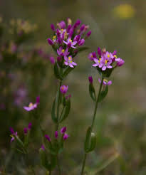 Image result for Centaurium erythraea