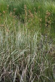 Attēlu rezultāti vaicājumam “Cladium mariscus”