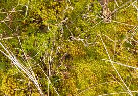 Attēlu rezultāti vaicājumam “Syntrichia ruralis var. ruralis sporophyte”