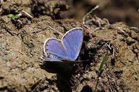 Attēlu rezultāti vaicājumam “Plebejus idas underside”