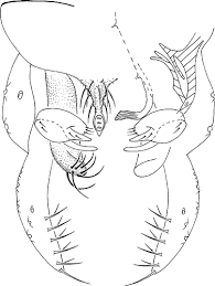 Attēlu rezultāti vaicājumam “Tanytarsus”