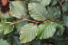 Attēlu rezultāti vaicājumam “Fagus sylvatica leaf”