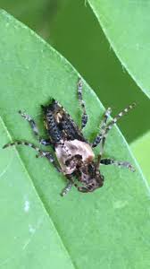 Attēlu rezultāti vaicājumam “Pogonocherus hispidulus”