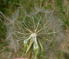 Attēlu rezultāti vaicājumam “Tragopogon pratensis subsp. pratensis bud”