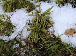 Attēlu rezultāti vaicājumam “Climacium dendroides”