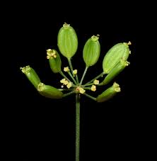 Attēlu rezultāti vaicājumam “Pastinaca sativa subsp. sylvestris fruit”