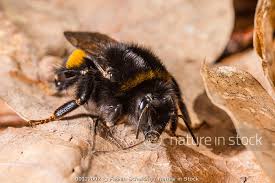 Attēlu rezultāti vaicājumam “Bombus terrestris”