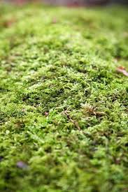 Attēlu rezultāti vaicājumam “Hypnum cupressiforme”