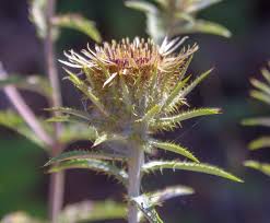 Attēlu rezultāti vaicājumam “Carlina biebersteinii”