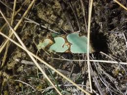 Attēlu rezultāti vaicājumam “Staurophora celsia”