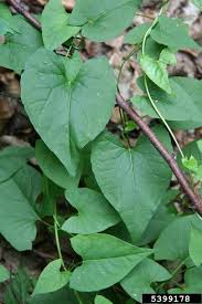 Attēlu rezultāti vaicājumam “Fallopia dumetorum”