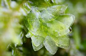 Attēlu rezultāti vaicājumam “Frullania fragilifolia macro”