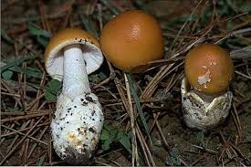 Attēlu rezultāti vaicājumam “Amanita crocea”
