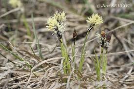 Attēlu rezultāti vaicājumam “Carex caryophyllea flower”