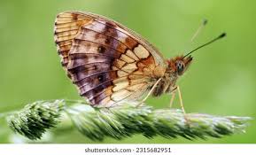 Attēlu rezultāti vaicājumam “Brenthis ino underside”