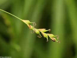 Attēlu rezultāti vaicājumam “Carex ornithopoda fruit”