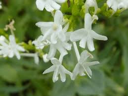 Attēlu rezultāti vaicājumam “Valerianaceae”