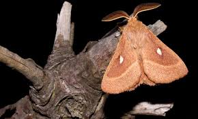 Attēlu rezultāti vaicājumam “Lasiocampa trifolii male”