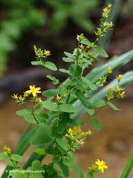 Image result for Hypericum perforatum