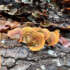 Attēlu rezultāti vaicājumam “Stereum fasciatum”