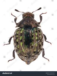 Attēlu rezultāti vaicājumam “Cytilus sericeus”