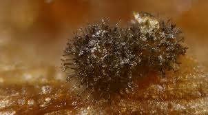 Attēlu rezultāti vaicājumam “Trichia botrytis var. cerifera spores”