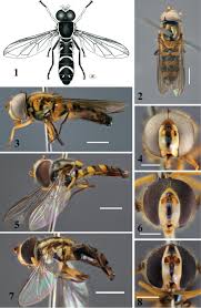 Attēlu rezultāti vaicājumam “Xanthogramma sp. male”