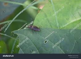 Attēlu rezultāti vaicājumam “Agrypnus murinus”