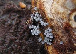 Attēlu rezultāti vaicājumam “Badhamia macrocarpa”