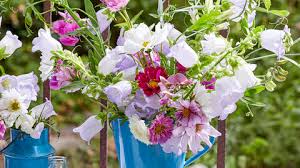 Image result for Marienglockenblumen