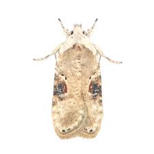 Attēlu rezultāti vaicājumam “Agonopterix aranella”