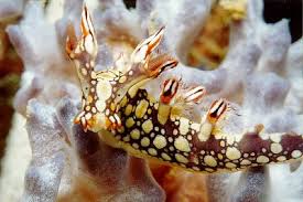 ผลการค้นหารูปภาพสำหรับ Bornella Anguilla