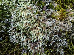 Attēlu rezultāti vaicājumam “Hedwigia ciliata sporophyte”