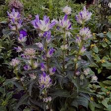 Attēlu rezultāti vaicājumam “Campanula glomerata”