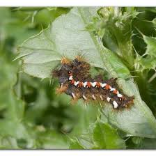 Attēlu rezultāti vaicājumam “Acronicta rumicis”