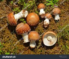 Attēlu rezultāti vaicājumam “Amanita pantherina”