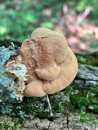 Attēlu rezultāti vaicājumam “Hapalopilus nidulans”