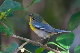 Image result for Parula americana