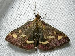 Attēlu rezultāti vaicājumam “Pyrausta purpuralis”