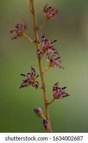Attēlu rezultāti vaicājumam “Juncus gerardii flower”